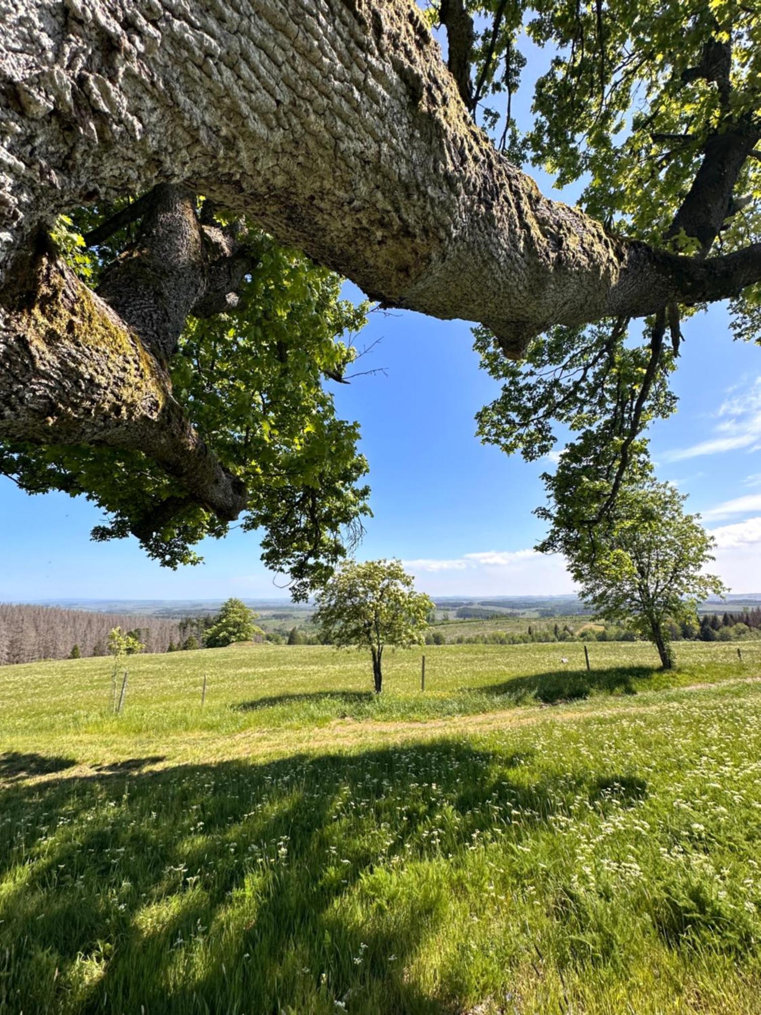 Ferienwohnungen Hexenstieg & Wurmbergblick Schierke Exterior photo